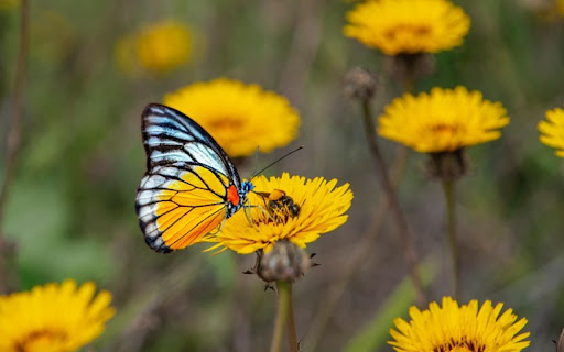 YELLOW FLOWER BUTTERFLY Theme from Chrome web store to be run with OffiDocs Chromium online YELLOW FLOWER BUTTERFLY Theme from Chrome web store to be run with OffiDocs Chromium online