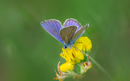 Yellow Flowers Butterfly Perch from Chrome web store to be run with OffiDocs Chromium online Yellow Flowers Butterfly Perch from Chrome web store to be run with OffiDocs Chromium online
