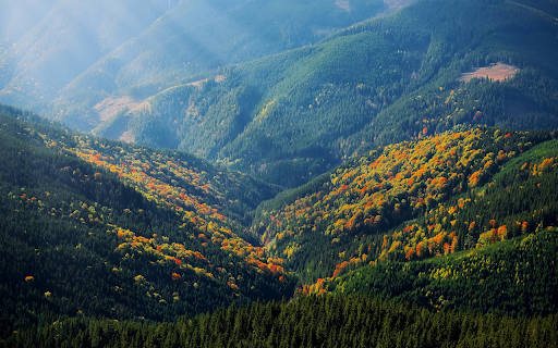 Yellow flowers on the mountain from Chrome web store to be run with OffiDocs Chromium online Yellow flowers on the mountain from Chrome web store to be run with OffiDocs Chromium online