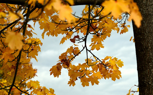 Yellow foliage from Chrome web store to be run with OffiDocs Chromium online Yellow foliage from Chrome web store to be run with OffiDocs Chromium online