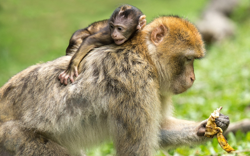 Yellow monkey mother from Chrome web store to be run with OffiDocs Chromium online Yellow monkey mother from Chrome web store to be run with OffiDocs Chromium online