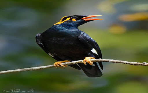 yellow necked starling wallpaper from Chrome web store to be run with OffiDocs Chromium online yellow necked starling wallpaper from Chrome web store to be run with OffiDocs Chromium online