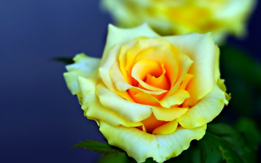 Yellow roses bloom from Chrome web store to be run with OffiDocs Chromium online Yellow roses bloom from Chrome web store to be run with OffiDocs Chromium online