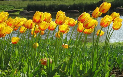 yellow tulip field wallpaper from Chrome web store to be run with OffiDocs Chromium online yellow tulip field wallpaper from Chrome web store to be run with OffiDocs Chromium online
