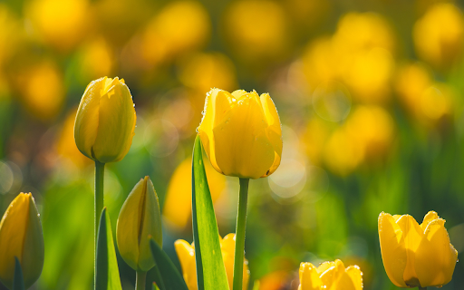 yellow tulips covered in dew from Chrome web store to be run with OffiDocs Chromium online yellow tulips covered in dew from Chrome web store to be run with OffiDocs Chromium online