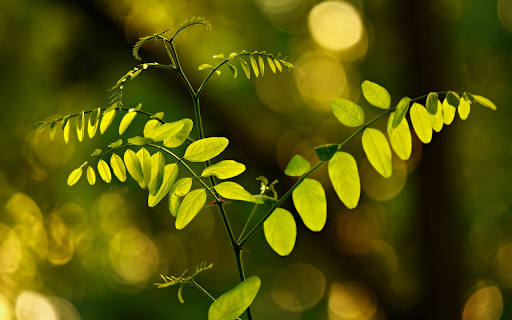 Young green tree from Chrome web store to be run with OffiDocs Chromium online Young green tree from Chrome web store to be run with OffiDocs Chromium online