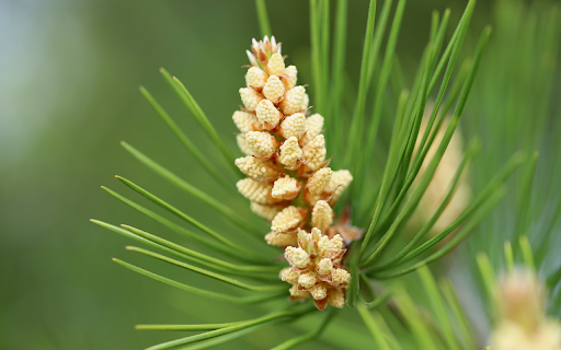 young pine cones from Chrome web store to be run with OffiDocs Chromium online young pine cones from Chrome web store to be run with OffiDocs Chromium online