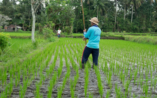 Young rice from Chrome web store to be run with OffiDocs Chromium online Young rice from Chrome web store to be run with OffiDocs Chromium online