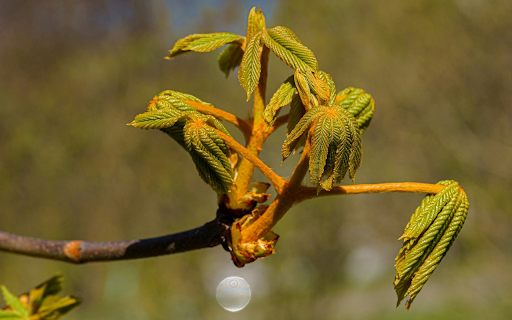 Young shoots in the sun from Chrome web store to be run with OffiDocs Chromium online Young shoots in the sun from Chrome web store to be run with OffiDocs Chromium online