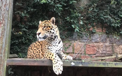 Zoo de Sapucaia do Sul from Chrome web store to be run with OffiDocs Chromium online Zoo de Sapucaia do Sul from Chrome web store to be run with OffiDocs Chromium online