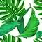 Leaves Tropical Monstera