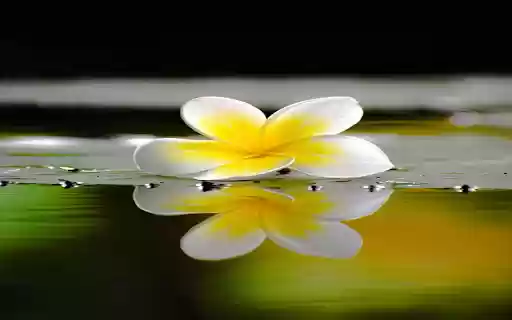 123WIN Charming plumeria wallpapers from Chrome web store to be run with OffiDocs Chromium online 123WIN Charming plumeria wallpapers from Chrome web store to be run with OffiDocs Chromium online