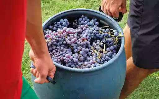 A barrel of fragrant ripe grapes from Chrome web store to be run with OffiDocs Chromium online A barrel of fragrant ripe grapes from Chrome web store to be run with OffiDocs Chromium online