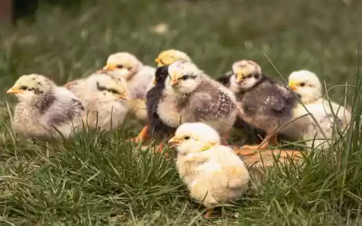 Adorable chicks from Chrome web store to be run with OffiDocs Chromium online Adorable chicks from Chrome web store to be run with OffiDocs Chromium online