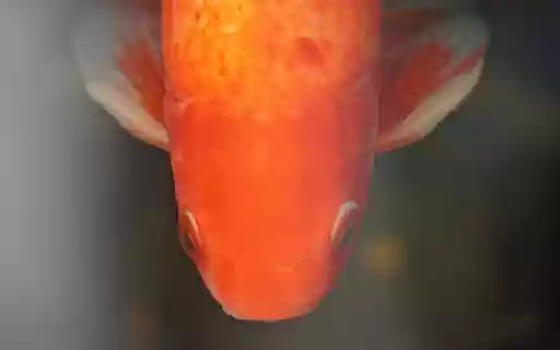 Adorable goldfish from Chrome web store to be run with OffiDocs Chromium online Adorable goldfish from Chrome web store to be run with OffiDocs Chromium online