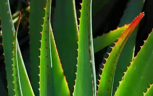 ALOE Theme from Chrome web store to be run with OffiDocs Chromium online ALOE Theme from Chrome web store to be run with OffiDocs Chromium online