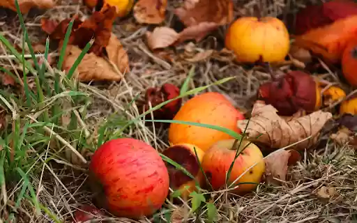 Apples fall from their roots from Chrome web store to be run with OffiDocs Chromium online Apples fall from their roots from Chrome web store to be run with OffiDocs Chromium online