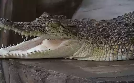 Baby crocodile from Chrome web store to be run with OffiDocs Chromium online Baby crocodile from Chrome web store to be run with OffiDocs Chromium online