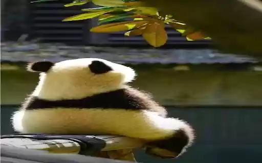 Back to back panda wallpaper from Chrome web store to be run with OffiDocs Chromium online Back to back panda wallpaper from Chrome web store to be run with OffiDocs Chromium online