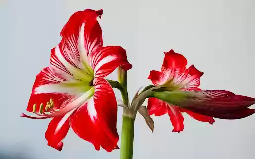 Beautiful big red lilies from Chrome web store to be run with OffiDocs Chromium online Beautiful big red lilies from Chrome web store to be run with OffiDocs Chromium online