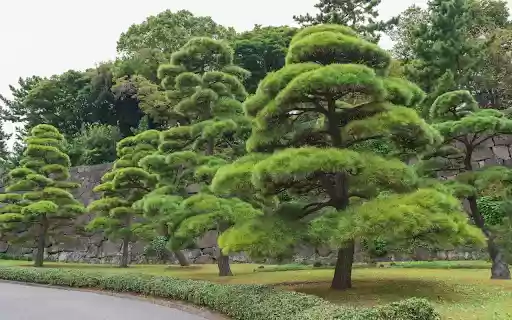 beautiful bonsai from Chrome web store to be run with OffiDocs Chromium online beautiful bonsai from Chrome web store to be run with OffiDocs Chromium online