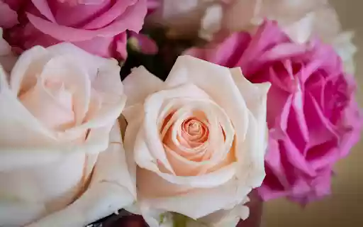 beautiful roses from Chrome web store to be run with OffiDocs Chromium online beautiful roses from Chrome web store to be run with OffiDocs Chromium online