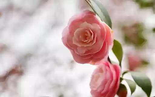 Beautiful tea rose branches from Chrome web store to be run with OffiDocs Chromium online Beautiful tea rose branches from Chrome web store to be run with OffiDocs Chromium online