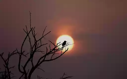 Bird on a high branch from Chrome web store to be run with OffiDocs Chromium online Bird on a high branch from Chrome web store to be run with OffiDocs Chromium online