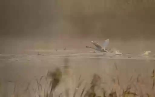 Birds flying over the water from Chrome web store to be run with OffiDocs Chromium online Birds flying over the water from Chrome web store to be run with OffiDocs Chromium online