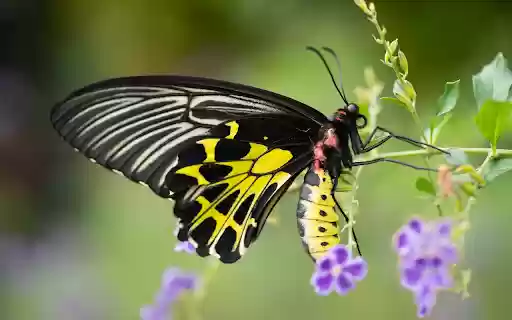 Black and yellow butterfly from Chrome web store to be run with OffiDocs Chromium online Black and yellow butterfly from Chrome web store to be run with OffiDocs Chromium online