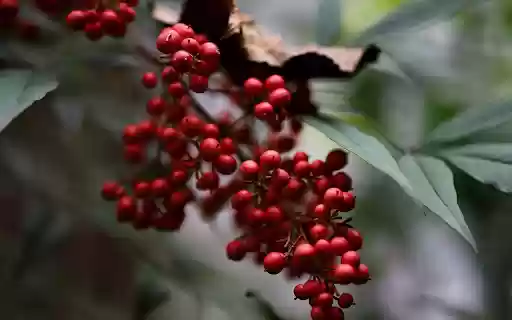 bunch of small red fruits from Chrome web store to be run with OffiDocs Chromium online bunch of small red fruits from Chrome web store to be run with OffiDocs Chromium online