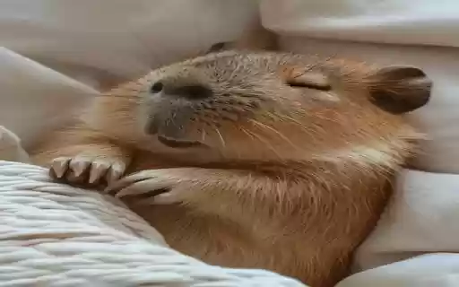 capybara wallpaper from Chrome web store to be run with OffiDocs Chromium online capybara wallpaper from Chrome web store to be run with OffiDocs Chromium online
