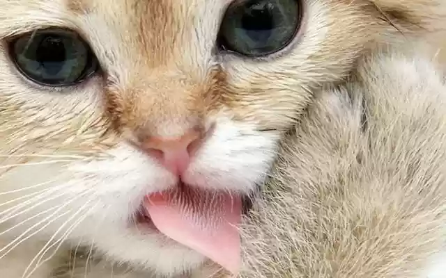 Cat licking screen clean from Chrome web store to be run with OffiDocs Chromium online Cat licking screen clean from Chrome web store to be run with OffiDocs Chromium online