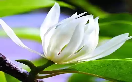 Champaca flower wallpaper from Chrome web store to be run with OffiDocs Chromium online Champaca flower wallpaper from Chrome web store to be run with OffiDocs Chromium online