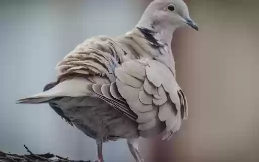 Chim bồ câu from Chrome web store to be run with OffiDocs Chromium online Chim bồ câu from Chrome web store to be run with OffiDocs Chromium online