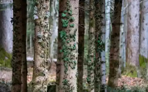 Climbing plant on tree trunk from Chrome web store to be run with OffiDocs Chromium online Climbing plant on tree trunk from Chrome web store to be run with OffiDocs Chromium online