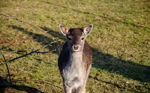 Cute Deer from Chrome web store to be run with OffiDocs Chromium online Cute Deer from Chrome web store to be run with OffiDocs Chromium online
