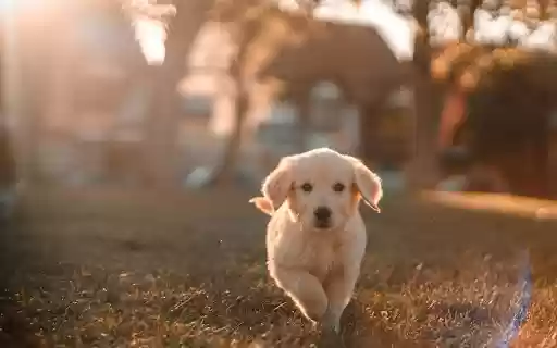 Cute little white dog from Chrome web store to be run with OffiDocs Chromium online Cute little white dog from Chrome web store to be run with OffiDocs Chromium online