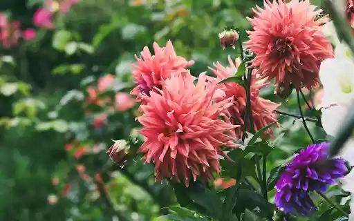 Dahlia Garden from Chrome web store to be run with OffiDocs Chromium online Dahlia Garden from Chrome web store to be run with OffiDocs Chromium online