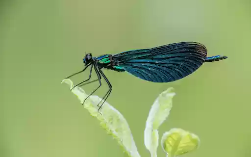 Dark Blue Dragonfly from Chrome web store to be run with OffiDocs Chromium online Dark Blue Dragonfly from Chrome web store to be run with OffiDocs Chromium online