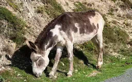 Donkey on the roadside from Chrome web store to be run with OffiDocs Chromium online Donkey on the roadside from Chrome web store to be run with OffiDocs Chromium online