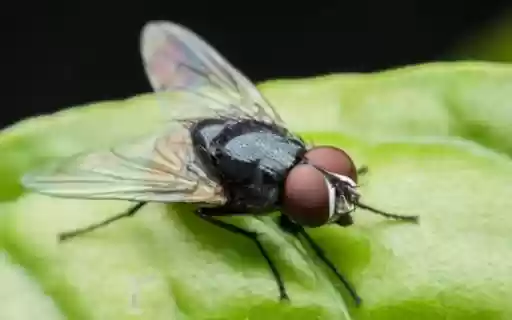fly on leaf wallpaper from Chrome web store to be run with OffiDocs Chromium online fly on leaf wallpaper from Chrome web store to be run with OffiDocs Chromium online