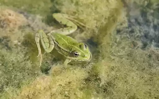 Frog in the moss from Chrome web store to be run with OffiDocs Chromium online Frog in the moss from Chrome web store to be run with OffiDocs Chromium online