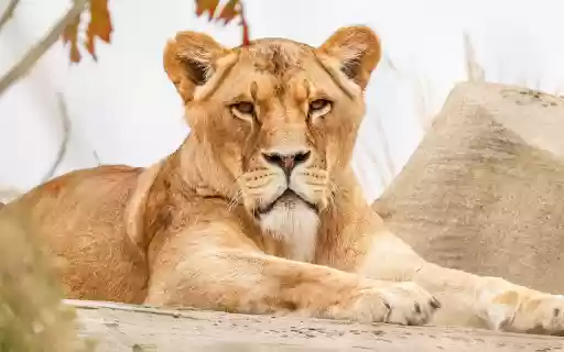 Gentle faced lion from Chrome web store to be run with OffiDocs Chromium online Gentle faced lion from Chrome web store to be run with OffiDocs Chromium online