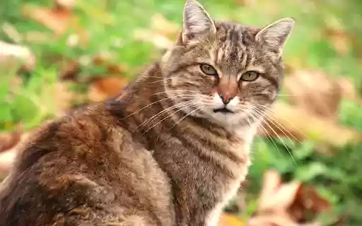 Giant tabby cat from Chrome web store to be run with OffiDocs Chromium online Giant tabby cat from Chrome web store to be run with OffiDocs Chromium online