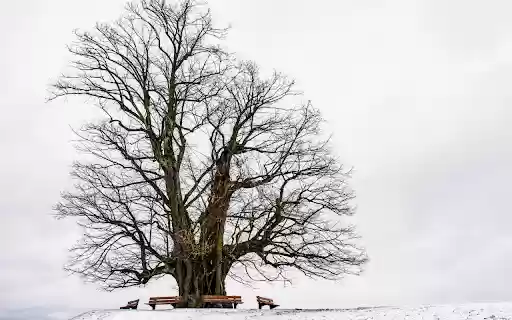 Giant tree in the snow from Chrome web store to be run with OffiDocs Chromium online Giant tree in the snow from Chrome web store to be run with OffiDocs Chromium online