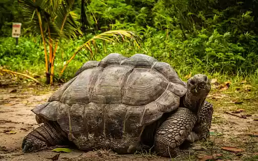 Giant turtle from Chrome web store to be run with OffiDocs Chromium online Giant turtle from Chrome web store to be run with OffiDocs Chromium online