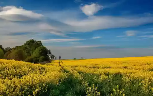 Golden Canola Field from Chrome web store to be run with OffiDocs Chromium online Golden Canola Field from Chrome web store to be run with OffiDocs Chromium online