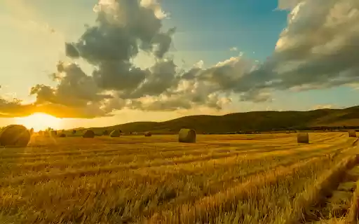 Golden Harvest Field from Chrome web store to be run with OffiDocs Chromium online Golden Harvest Field from Chrome web store to be run with OffiDocs Chromium online