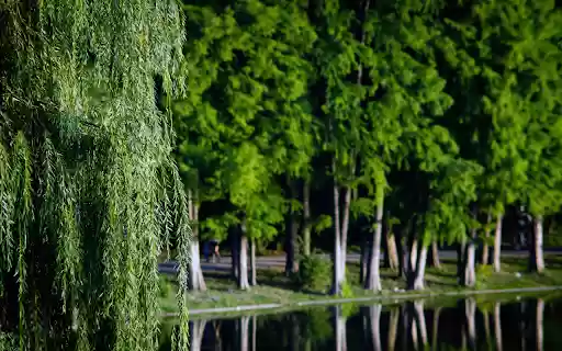 Green trees and weeping willows from Chrome web store to be run with OffiDocs Chromium online Green trees and weeping willows from Chrome web store to be run with OffiDocs Chromium online